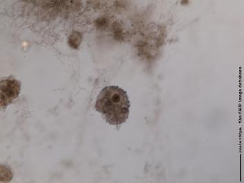 L004e 100x.JPG